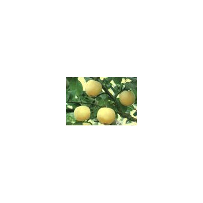丰萃园 花粉填充剂 彩色花粉填充剂 桃红花粉填充剂 绿色花粉填充剂 蓝色花粉填充剂图7