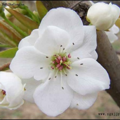 丰萃园 花粉填充剂 彩色花粉填充剂 桃红花粉填充剂 绿色花粉填充剂 蓝色花粉填充剂图6
