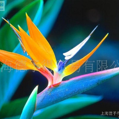 EFKA分散剂 EFKA6220，水性油墨涂料分散剂，水性分图2