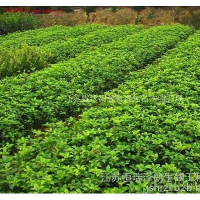 GREENEOS  桅子黄 天然植物提取物 食品着色剂图3