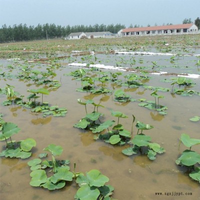 专业生产土工膜 藕池鱼塘水产养殖防渗土工膜 eva隔水土工膜 量大价优图2
