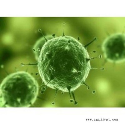 COC1人卵巢癌细胞图2