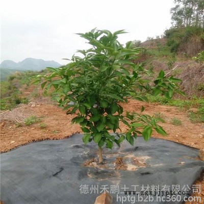 禾鹏 防草布厂家PP防草布价格图3