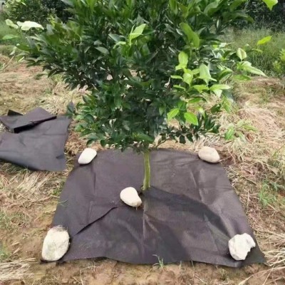 禾鹏 园艺地布黑色防草布厂家经销PP防草布图3