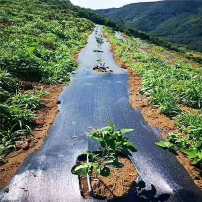 禾鹏 园艺地布黑色防草布厂家经销PP防草布图4