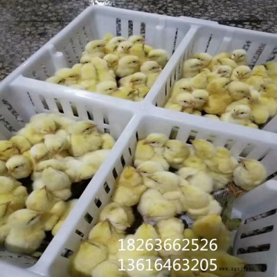 中兴小鸡苗运输箱 鸡苗箱 塑料鸡苗筐厂家直销图2
