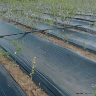 山东盛鹏除草布 黑色加厚农用抑草席地膜 抗老化园艺地布大棚果园塑料除草布图1