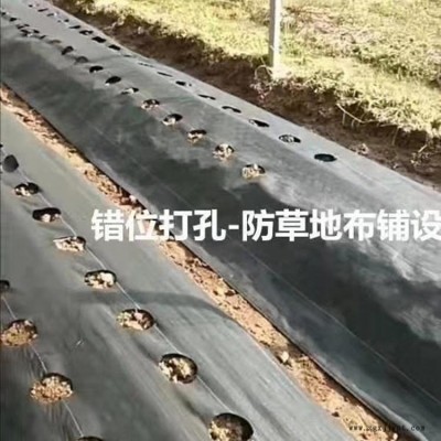 加工定制果园防草布、抗老化除草布、黑色园艺地布、PP防草布