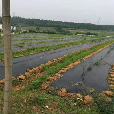 滁州打孔防草布_除草布_pp防草布_厂家定制生产图1