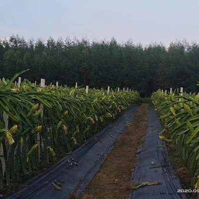 临漳育苗打孔防草布/蓝莓防草布/园艺防草地布图1