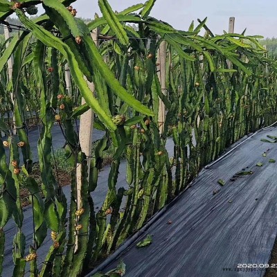 阆中火龙果防草布、果园防草布、除草布全国发货图1