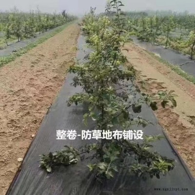 果园防草布_葡萄园防草布_无花果防草布图1