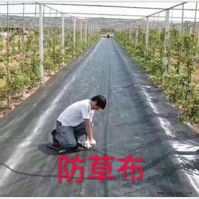 生产加工抑草地布、抗晒大棚防草布、农用防草布、打孔防草布图1