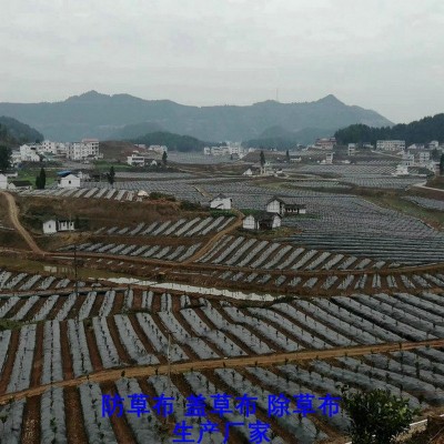 北京防草布厂家,果园除草布_盖草布_抑制杂草生长地布,透气_透水_防虫害图6