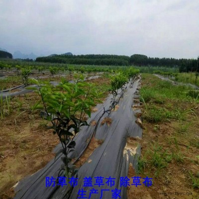 上海PP防草布,果园除草布_盖草布_抑制杂草生长地布,透气_透水_防虫害图8