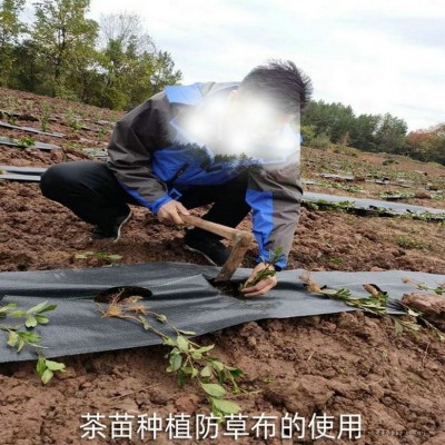 重庆PE防草布,果园除草布_盖草布_抑制杂草生长地布,透气_透水_防虫害图7