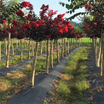 1.5米宽防草布价格 山东编织防草布厂家批发 除草布 防草地布图1