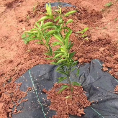 南充 生态防草布 果树防草布 花卉防草布 价格美丽 欢迎咨询图1