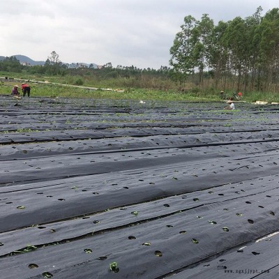 台州打孔防草布 育苗防草布 防草布 pe材质 抗晒 效果好图1