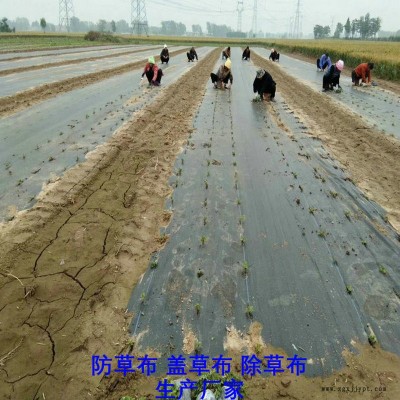 安徽PP防草布,果园除草布_盖草布_抑制杂草生长地布,透气_透水_防虫害图8