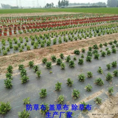 安徽PP防草布,果园除草布_盖草布_抑制杂草生长地布,透气_透水_防虫害图7