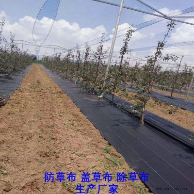 贵州防草布厂家,果园除草布_盖草布_抑制杂草生长地布,透气_透水_防虫害图2
