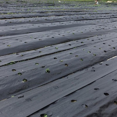 丽水防草布铺设方法 果园除草布 厂家果树地布 塑编防草布图1