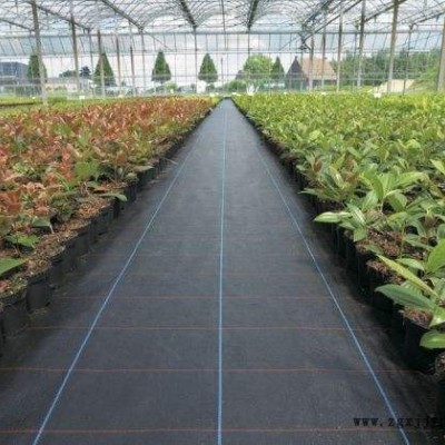 批发pp/pe材质防草布 园艺地布 抑草布主要用于农业生产果蔬种植 起到防草防虫保温防霜及透水透气遮光的作图2