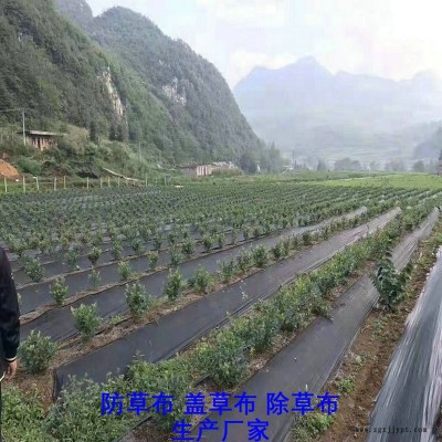 湖北PE防草布,果园除草布_盖草布_抑制杂草生长地布,透气_透水_防虫害图7