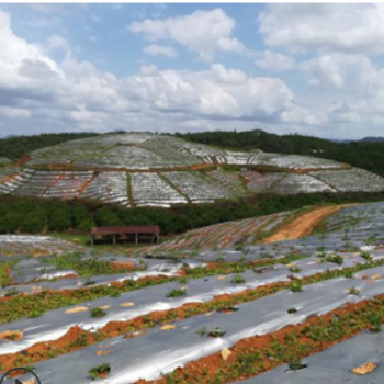 果园果树银黑双色地膜反光除草防虫保湿农用薄膜蔬菜银灰净重地膜图3