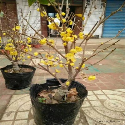 基地批发园林观花植物 园林绿化丛生腊梅树苗 冬天腊梅花苗 蜡梅图3