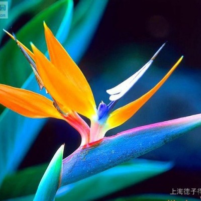 荧光增白剂APC图1