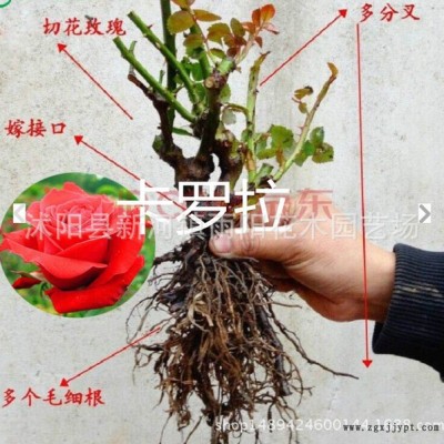 藤本月季苗粉色,龙沙宝石,粉龙月季庭院爬藤植物绿植玫瑰花苗图9