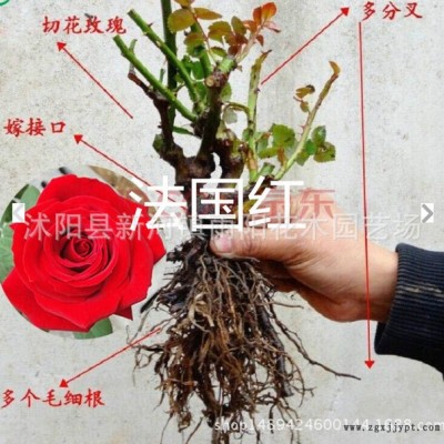藤本月季苗粉色,龙沙宝石,粉龙月季庭院爬藤植物绿植玫瑰花苗图10