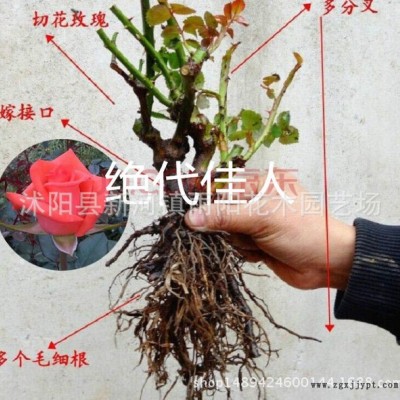藤本月季苗粉色,龙沙宝石,粉龙月季庭院爬藤植物绿植玫瑰花苗图7