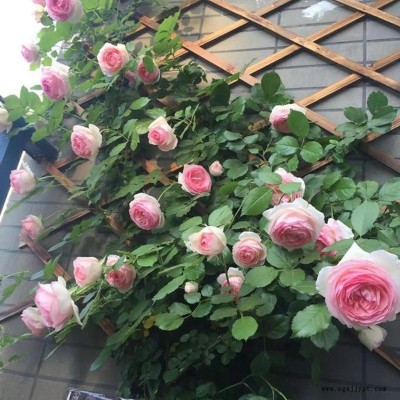 藤本月季苗粉色,龙沙宝石,粉龙月季庭院爬藤植物绿植玫瑰花苗图4