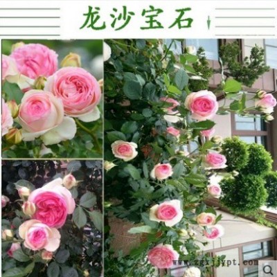 藤本月季苗粉色,龙沙宝石,粉龙月季庭院爬藤植物绿植玫瑰花苗图2