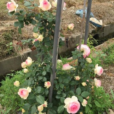 藤本月季苗粉色,龙沙宝石,粉龙月季庭院爬藤植物绿植玫瑰花苗图5
