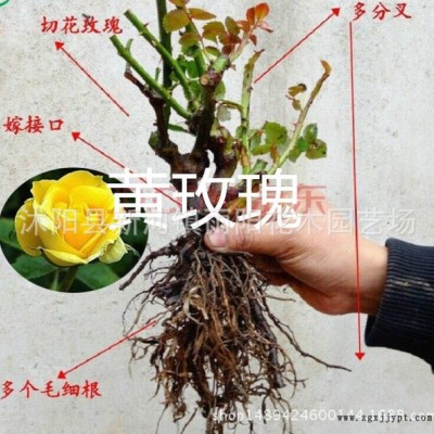 藤本月季苗粉色,龙沙宝石,粉龙月季庭院爬藤植物绿植玫瑰花苗图6
