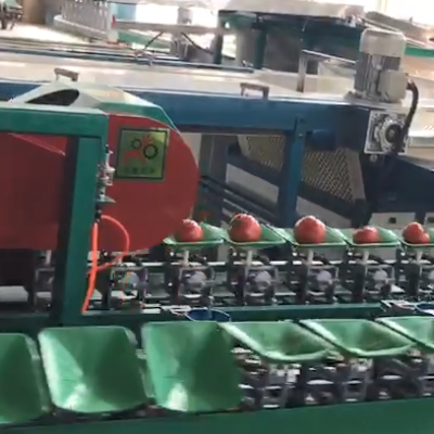 西红柿分选大小的机器  海阳西红柿分级机机    粉柿子选果机  番茄分选机图2
