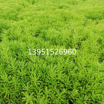 屋顶绿化佛甲草   宿根多年生草坪草皮佛甲草  容器盆栽地被金叶佛甲草图2