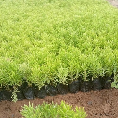 屋顶绿化佛甲草 宿根多年生草坪草皮佛甲草容器盆栽地被佛甲草苗图1