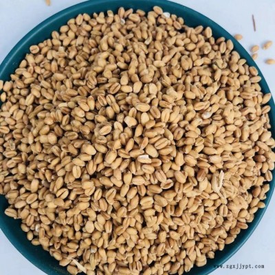 小麦饲料 厂家供应 小麦饲料原料 植物性饲料原料 量大价优图2