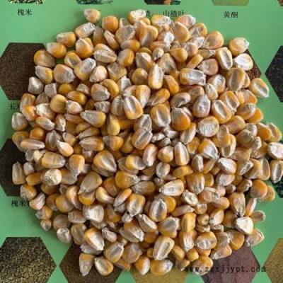 批发新货干玉米粒玉米籽钓鱼打窝家禽宠物饲料淀粉玉米饲料原料图8