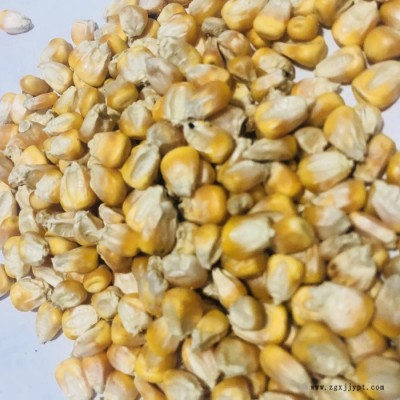 批发新货干玉米粒玉米籽钓鱼打窝家禽宠物饲料淀粉玉米饲料原料图5