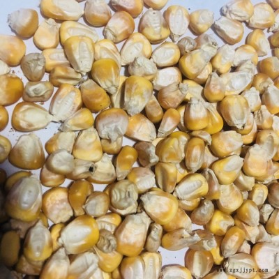 批发新货干玉米粒玉米籽钓鱼打窝家禽宠物饲料淀粉玉米饲料原料图3