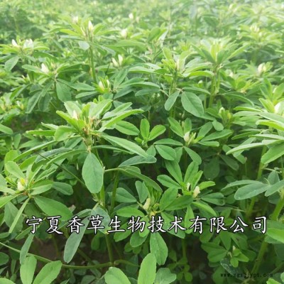 香豆子粉烤馍花卷原料  宁夏固原厂家自己种植图2