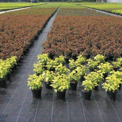 东瑞 聚丙烯防草布 农用防草布 防草布 定制