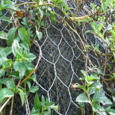 天之鹰**植草加筋麦克垫  河道护坡绿化网  聚丙烯  高尔凡图5