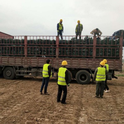 天之鹰源头厂家生产批发植草土工石笼袋 聚丙烯石笼袋 防汛工程专用图3